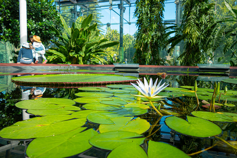 Water Lily Pavillion<br/>© <a href="https://flickr.com/people/68686051@N00" target="_blank" rel="nofollow">68686051@N00</a> (<a href="https://flickr.com/photo.gne?id=50405453413" target="_blank" rel="nofollow">Flickr</a>)
