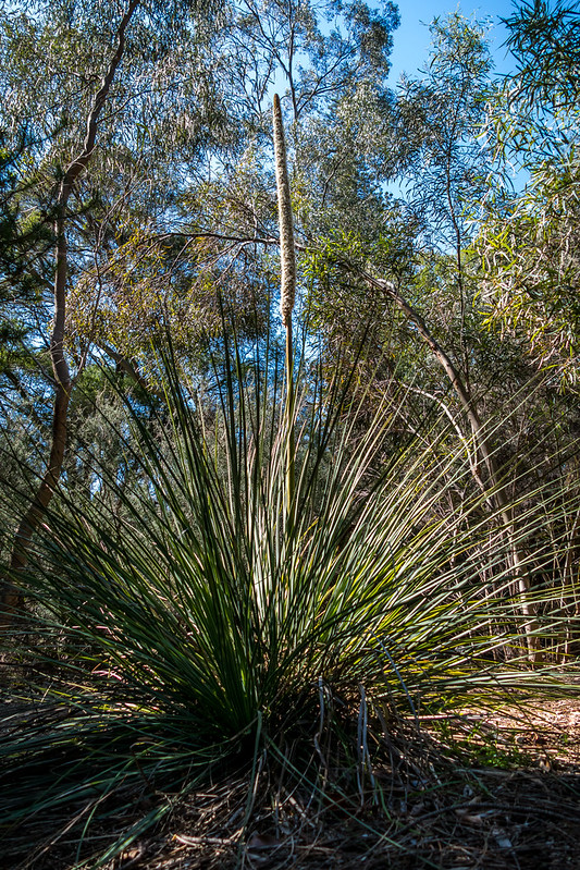 Speargrass<br/>© <a href="https://flickr.com/people/68686051@N00" target="_blank" rel="nofollow">68686051@N00</a> (<a href="https://flickr.com/photo.gne?id=50406139456" target="_blank" rel="nofollow">Flickr</a>)