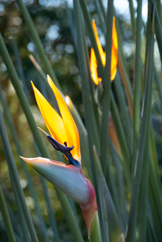 Bird of Paradise Flowers<br/>© <a href="https://flickr.com/people/68686051@N00" target="_blank" rel="nofollow">68686051@N00</a> (<a href="https://flickr.com/photo.gne?id=50406142291" target="_blank" rel="nofollow">Flickr</a>)