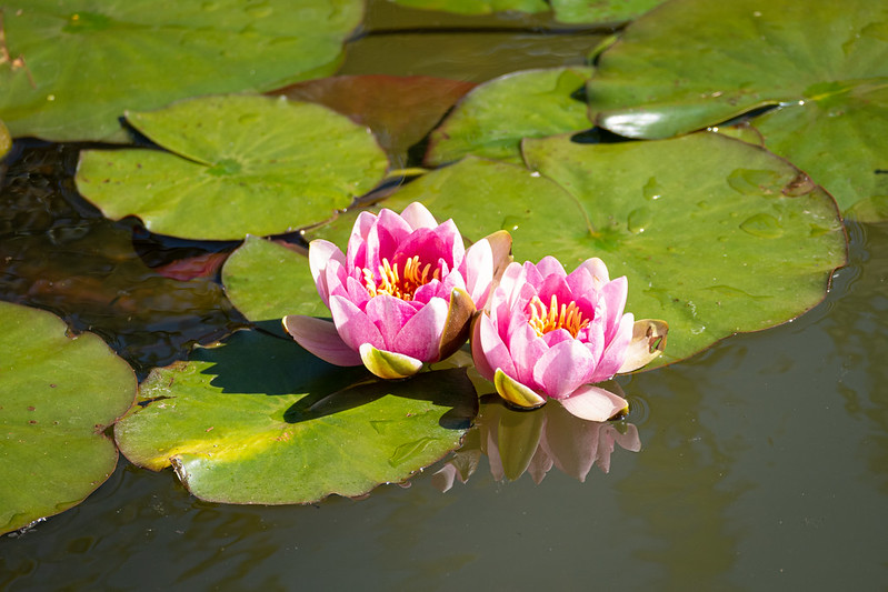 Water Lily Flowers<br/>© <a href="https://flickr.com/people/68686051@N00" target="_blank" rel="nofollow">68686051@N00</a> (<a href="https://flickr.com/photo.gne?id=50406145941" target="_blank" rel="nofollow">Flickr</a>)