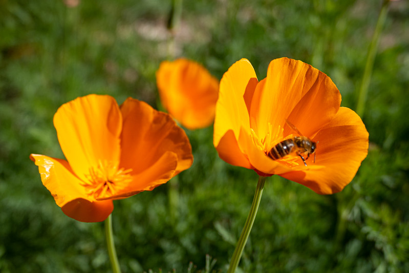 Bee in California Poppy<br/>© <a href="https://flickr.com/people/68686051@N00" target="_blank" rel="nofollow">68686051@N00</a> (<a href="https://flickr.com/photo.gne?id=50406152281" target="_blank" rel="nofollow">Flickr</a>)