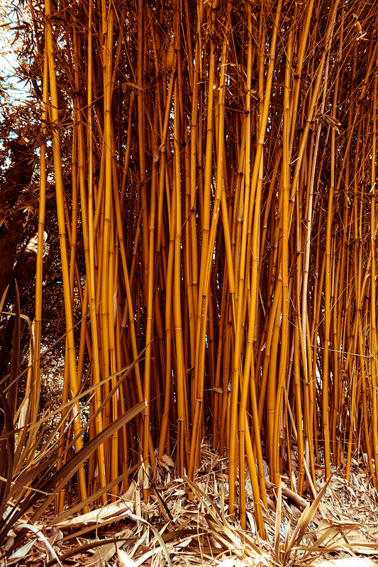 Bamboo<br/>© <a href="https://flickr.com/people/68686051@N00" target="_blank" rel="nofollow">68686051@N00</a> (<a href="https://flickr.com/photo.gne?id=50406153996" target="_blank" rel="nofollow">Flickr</a>)