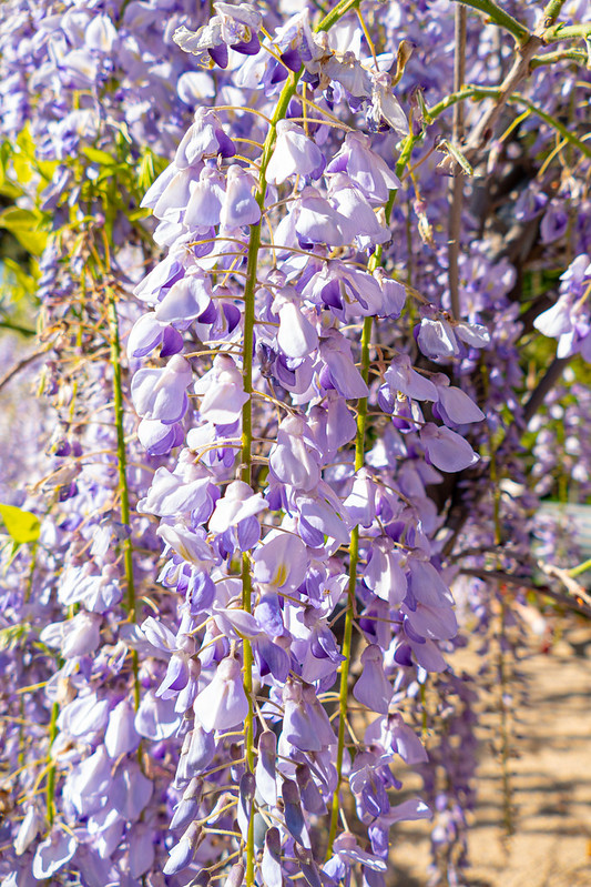 Flowering Purple Wisteria<br/>© <a href="https://flickr.com/people/68686051@N00" target="_blank" rel="nofollow">68686051@N00</a> (<a href="https://flickr.com/photo.gne?id=50406158411" target="_blank" rel="nofollow">Flickr</a>)