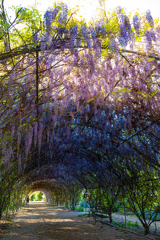 Flowering Purple Wisteria<br/>© <a href="https://flickr.com/people/68686051@N00" target="_blank" rel="nofollow">68686051@N00</a> (<a href="https://flickr.com/photo.gne?id=50406159376" target="_blank" rel="nofollow">Flickr</a>)