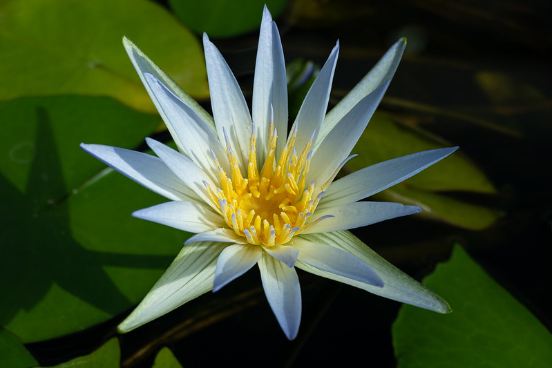 Water Lily Flower<br/>© <a href="https://flickr.com/people/68686051@N00" target="_blank" rel="nofollow">68686051@N00</a> (<a href="https://flickr.com/photo.gne?id=50406162101" target="_blank" rel="nofollow">Flickr</a>)