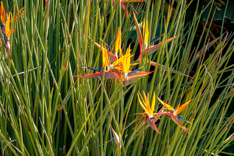 Bird of Paradise Flowers<br/>© <a href="https://flickr.com/people/68686051@N00" target="_blank" rel="nofollow">68686051@N00</a> (<a href="https://flickr.com/photo.gne?id=50406282742" target="_blank" rel="nofollow">Flickr</a>)