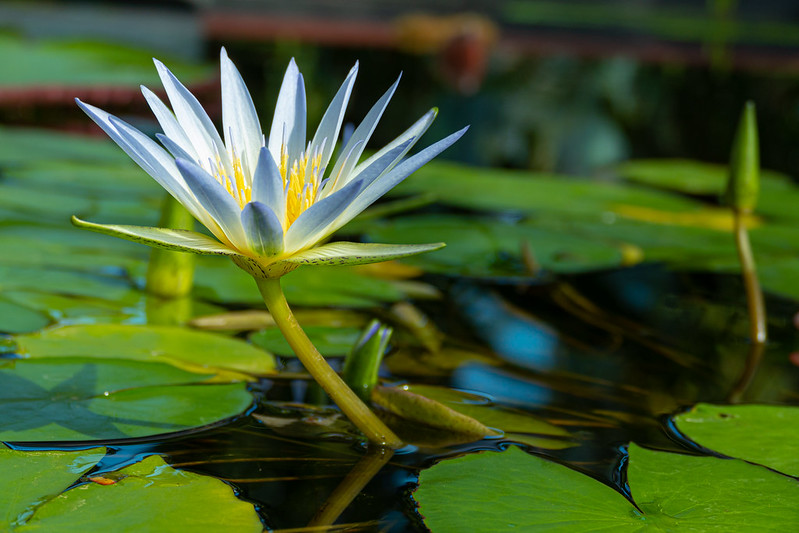 Water Lily Flower<br/>© <a href="https://flickr.com/people/68686051@N00" target="_blank" rel="nofollow">68686051@N00</a> (<a href="https://flickr.com/photo.gne?id=50406318592" target="_blank" rel="nofollow">Flickr</a>)