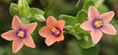 Pimpernel Definition And Meaning