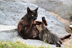 Mom and her kitty!💕