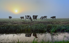 Early Morning in a Dutch Polder