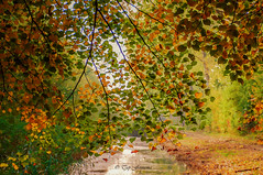 Bosweg Lelystad in herfst kleuren