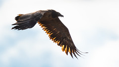 Bearded Vulture (1S f) - Gypaetus barbatus