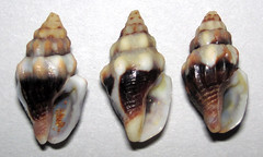 Anachis rugosa (rough dove snail shells) (Panama) 2