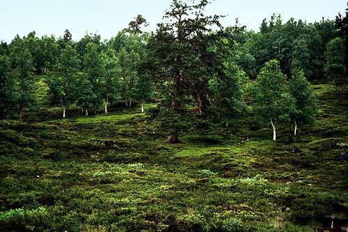 Norwegen 1998 (738) Røros • <a style="font-size:0.8em;" href="http://www.flickr.com/photos/69570948@N04/50467355502/" target="_blank">Auf Flickr ansehen</a>