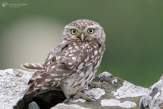 Little Owl