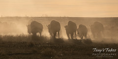 October 17, 2020 - Bison on the move. (Tony's Takes)