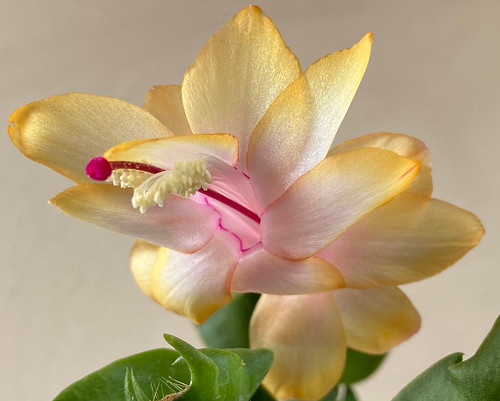The ‘Gold Charm' or Yellow Thanksgiving Cactus (the very rare YELLOW 'May flower') at home.