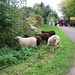 The sheep did not want to go on the trailer and ran away | October 17, 2020 | Bornhöved - Schleswig-Holstein - Germany
