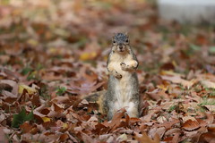 Fox Squirrels in Ann Arbor at the University of Michigan 295/2020 132/P365Year13 4515/P365all-time (October 21, 2020)