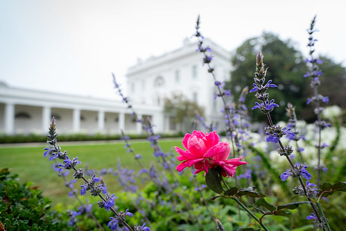 White House Flowers by The White House, on Flickr