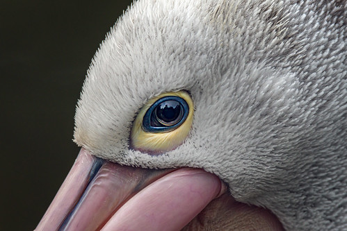 Der Augenblick des Pelikans