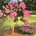 Crepe Myrtle and Cone Flowers 24" x 36"n/a