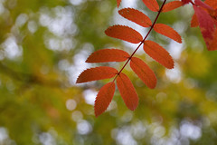Fall colors of rowan leaves