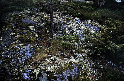 Norwegen 1998 (753) Rondane Høyfjell • <a style="font-size:0.8em;" href="http://www.flickr.com/photos/69570948@N04/50532329597/" target="_blank">Auf Flickr ansehen</a>