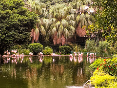 Flamingo- Kowloon Park, Hong Kong, 香港