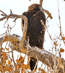 October 26, 2020 - Golden eagle keeping watch. (Bill Hutchinson)