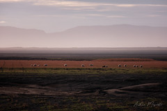 Icelandic Sheep (Iceland)