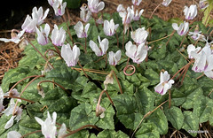 Cyclamen hederifolium 'Perlenteppich'