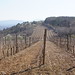 Winegrowing in Central Serbia