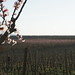 Winegrowing in Central Serbia