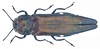 Agrilus biguttatus (Fabricius, 1777)