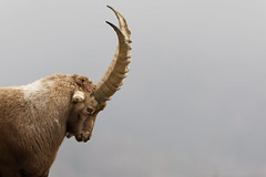 Bouquetin des Alpes - Capra ibex - Alpine Ibex