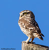 Little Owl on post in moutains of Crevillente