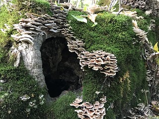 mushroom hideaway