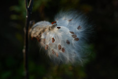 milkweed, at dusk, 10-6-20, 1