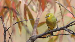 Cape White-eye, Zosterops pallidus, at Loodswaai Game Reserve, Gauteng, South Africa