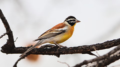 Golden-breasted bunting, Emberiza flaviventris, at Loodswaai, Gauteng, South Africa