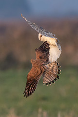 barn owl and kestrel
