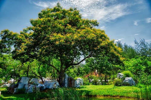 Blooming tree in Muang Boran (Ancient City) open air museum in Samut Phrakan near Bangkok, Thailand