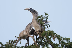 Indian Grey Hornbills looking for more company