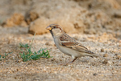 A House Sparrow looking for grains