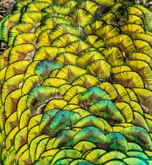 Feathers on a peacock at Powys Castell ar Gardd, Welshpool, Wales. UK. Europe.