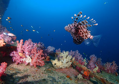 Lionfish and soft corals - Phuket scuba diving