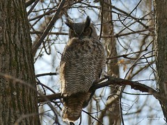 08408 Grand-duc d'Amérique 3 / Bubo virginianus virginianus / Great Horned Owl (Great Horned)
