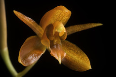 Coelogyne longirachis Ames, Orchidaceae 7: 88 (1922)