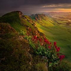 Red Flowers and Green Hills